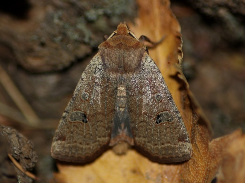 Noctua orbona? No, Conistra erythrocephala